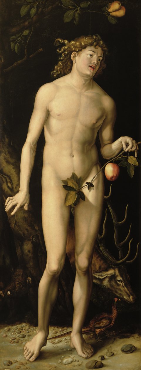 Adam door Albrecht Dürer