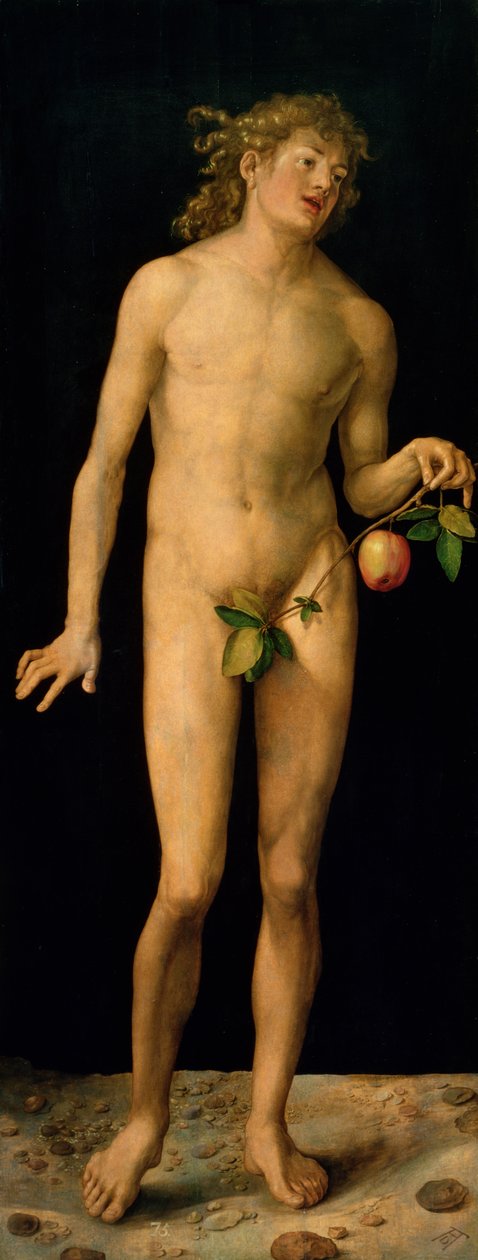 Adam door Albrecht Dürer