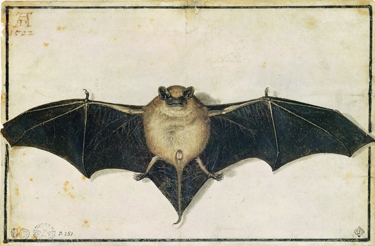 Vleermuis, 1522 door Albrecht Dürer