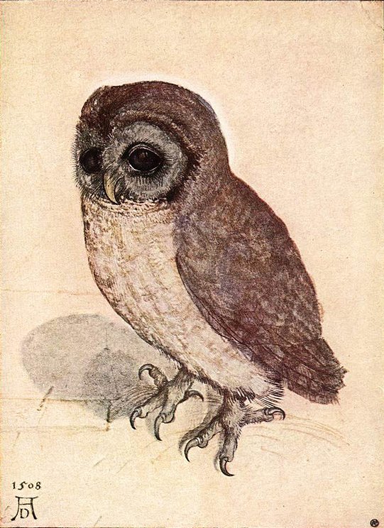 Kleine uil door Albrecht Dürer
