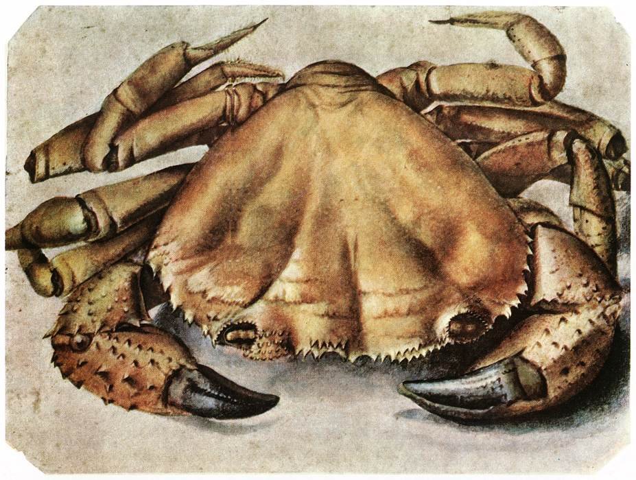 Kreeft door Albrecht Dürer