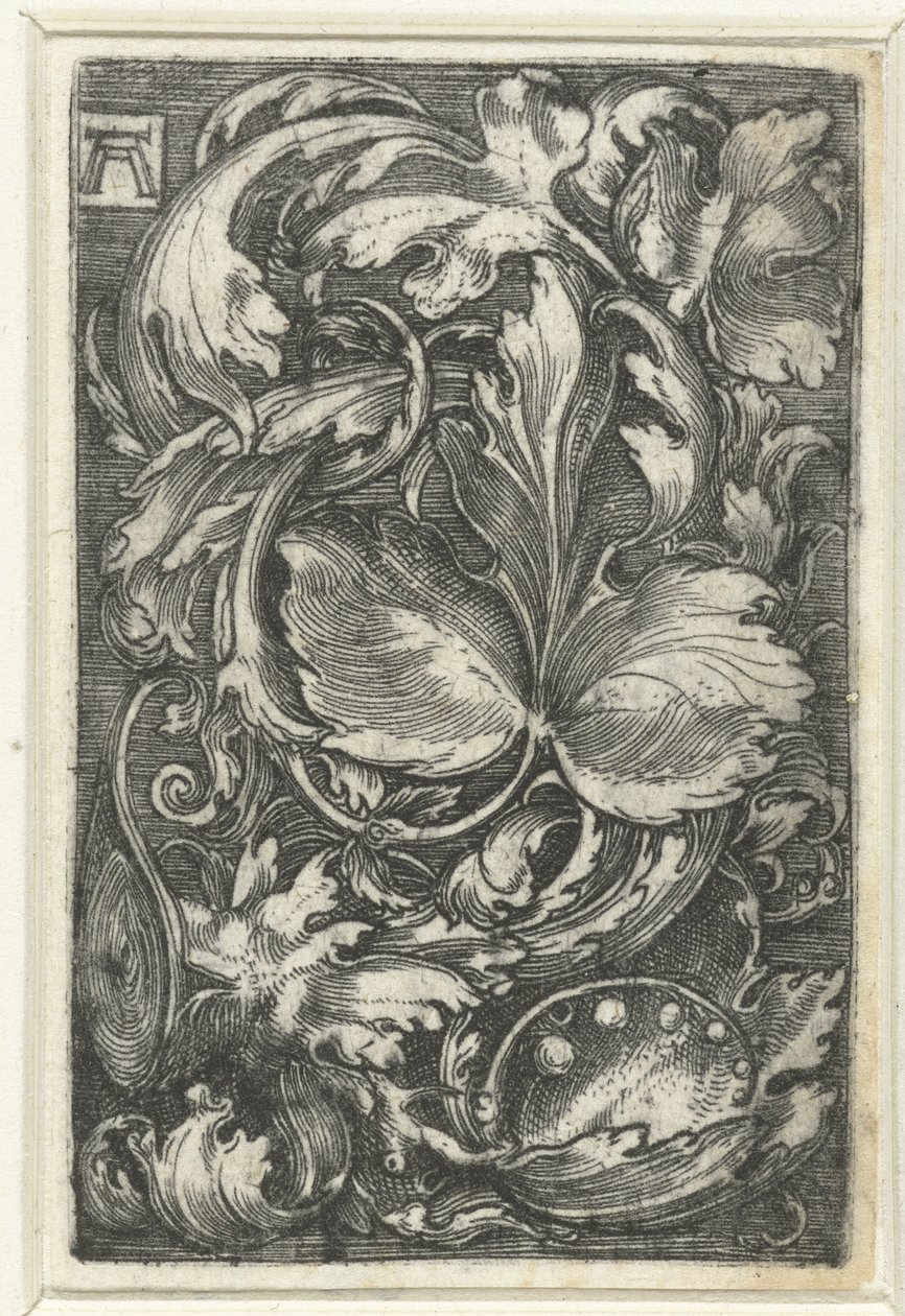 Ornament met bladranken door Albrecht Altdorfer