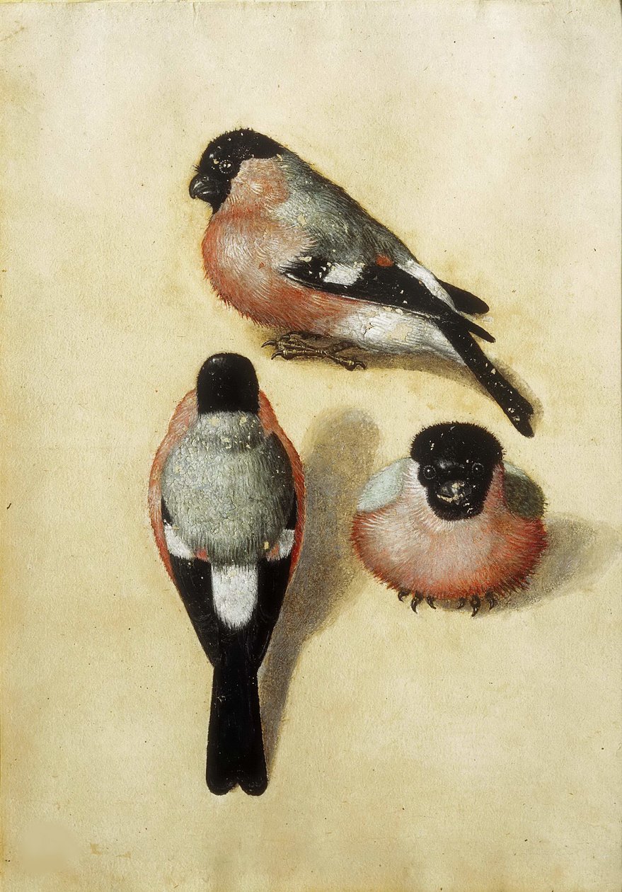 Vogel in drie posities, 1520 door Albrecht Dürer
