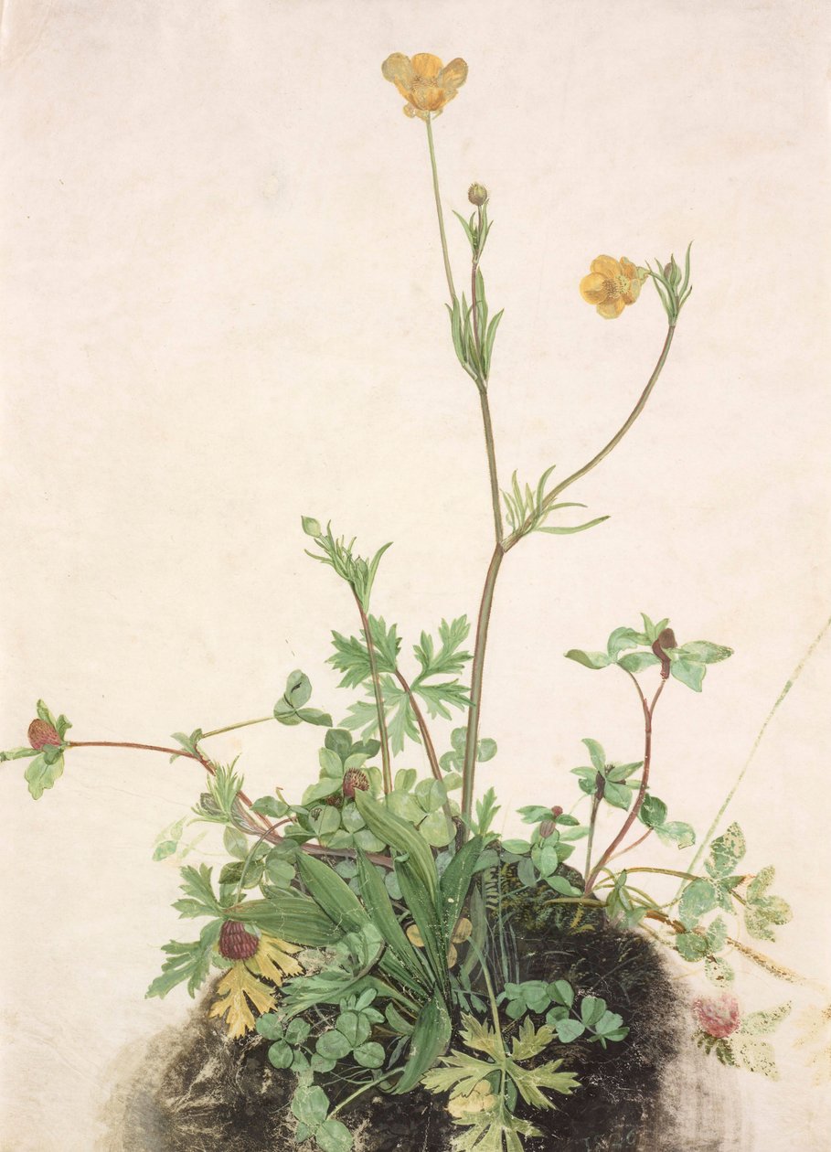 Boterbloemen, Rode Klaver en Weegbree, 1526 door Albrecht Dürer