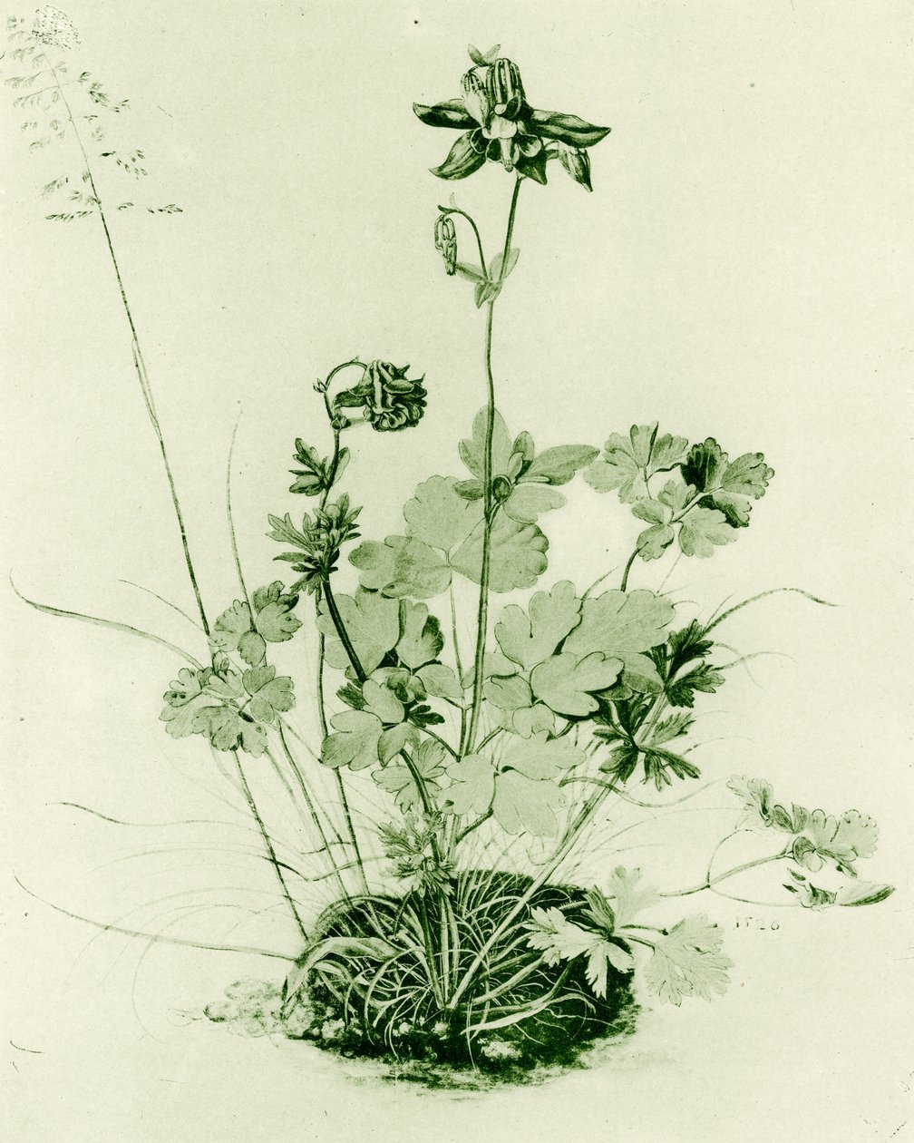 Akelei door Albrecht Dürer
