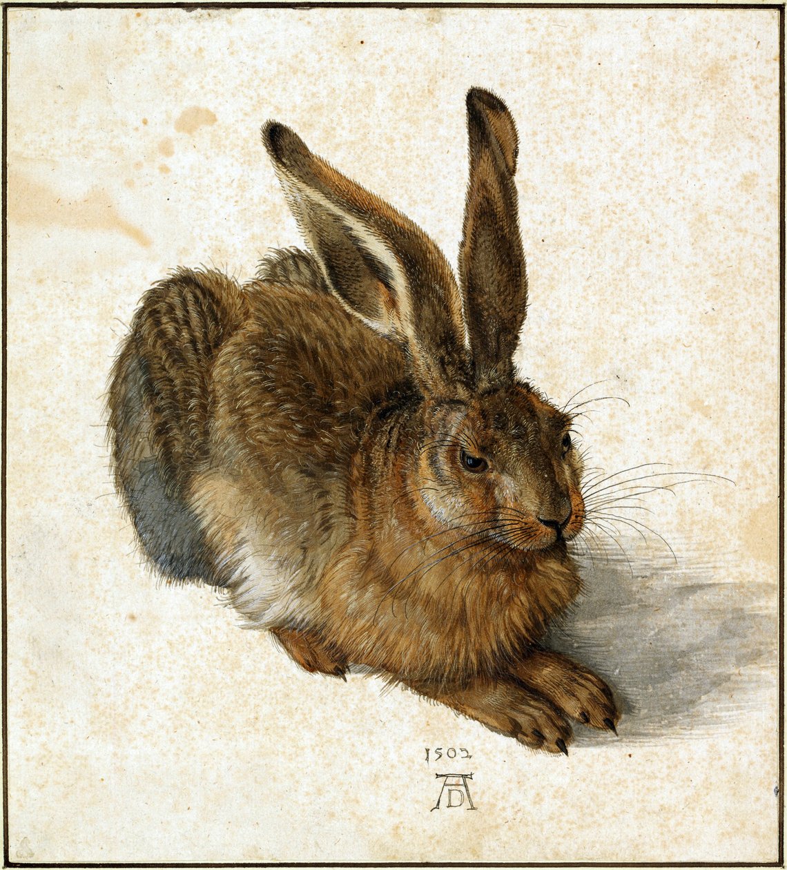 Haas (retouche) door Albrecht Dürer