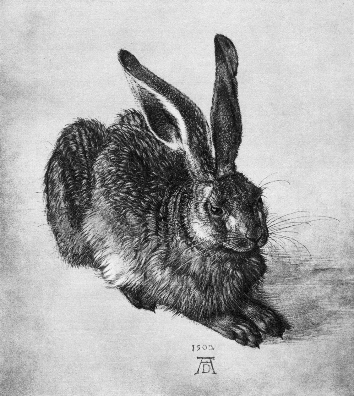 Haas, 1502, 1936 door Albrecht Dürer