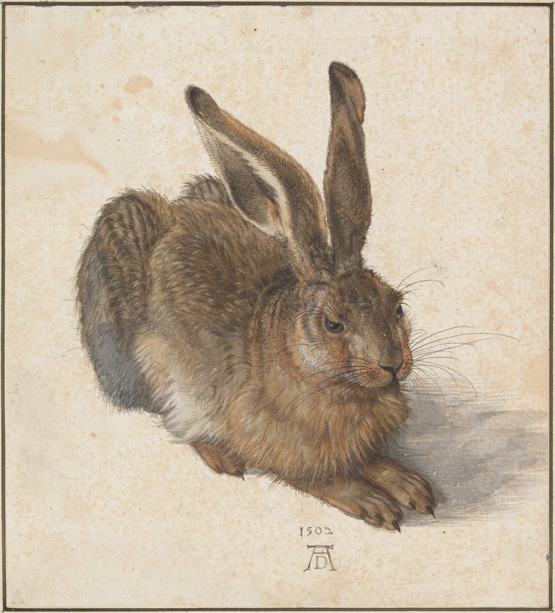 Hase, 1502 door Albrecht Dürer