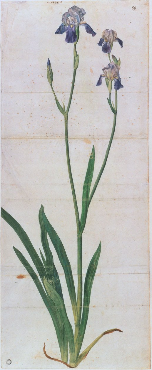 Iris germanica, ca. 1503 door Albrecht Dürer