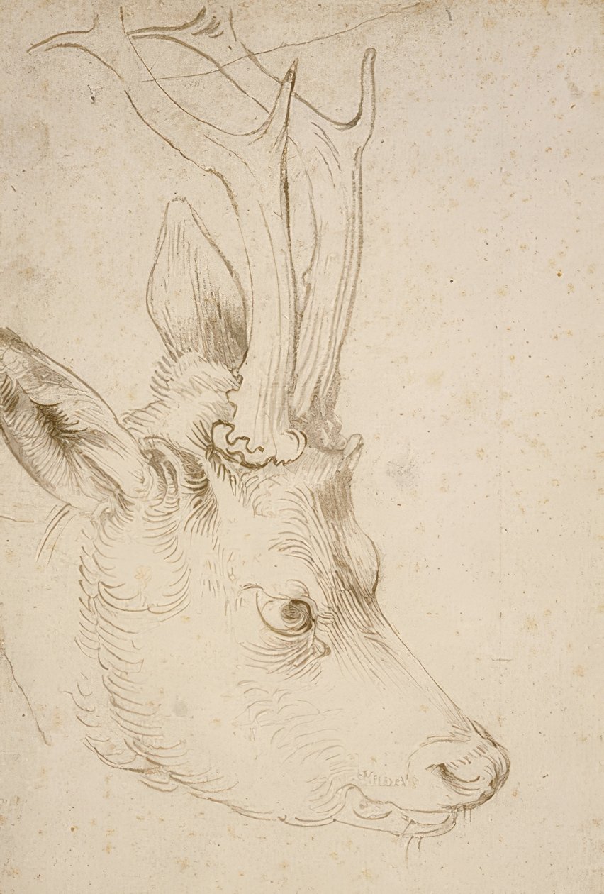 Kop van een ree, ca. 1503 door Albrecht Dürer