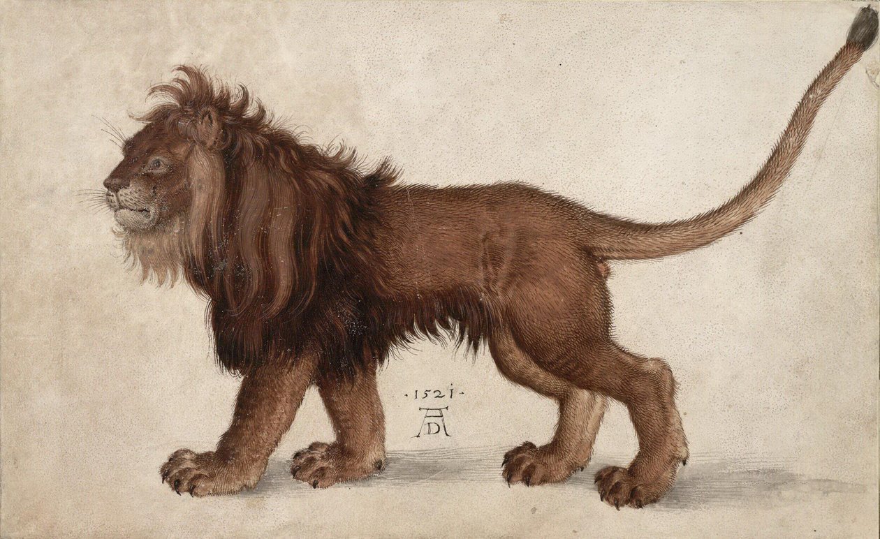 Leeuw, 1521 door Albrecht Dürer