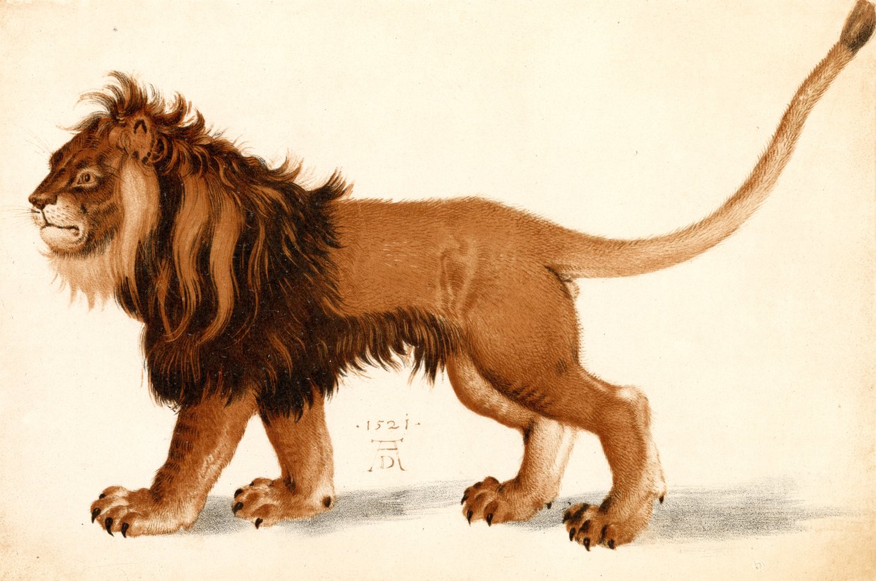 Studie van een leeuw door Albrecht Dürer