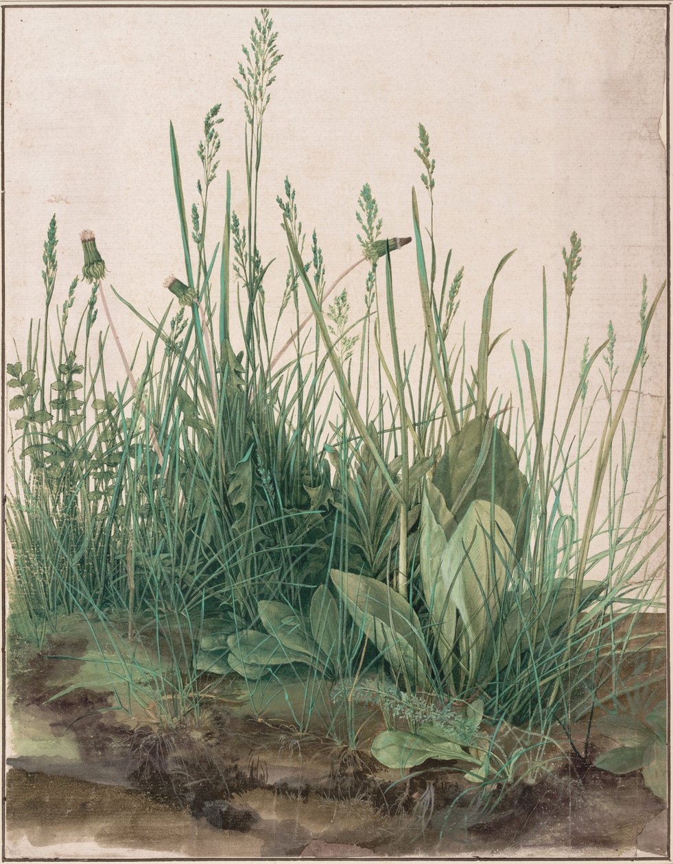 Het grote stuk gras door Albrecht Dürer