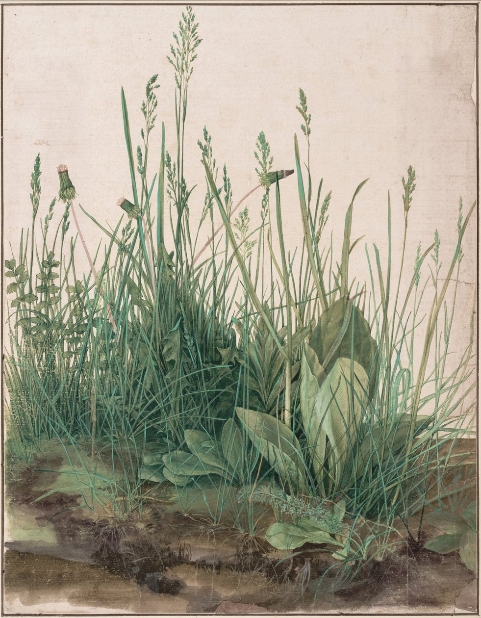 Het Grote Stuk Gras, 1503 door Albrecht Dürer