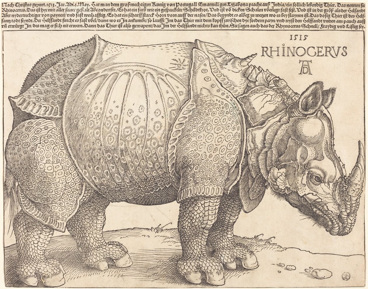 De neushoorn door Albrecht Dürer