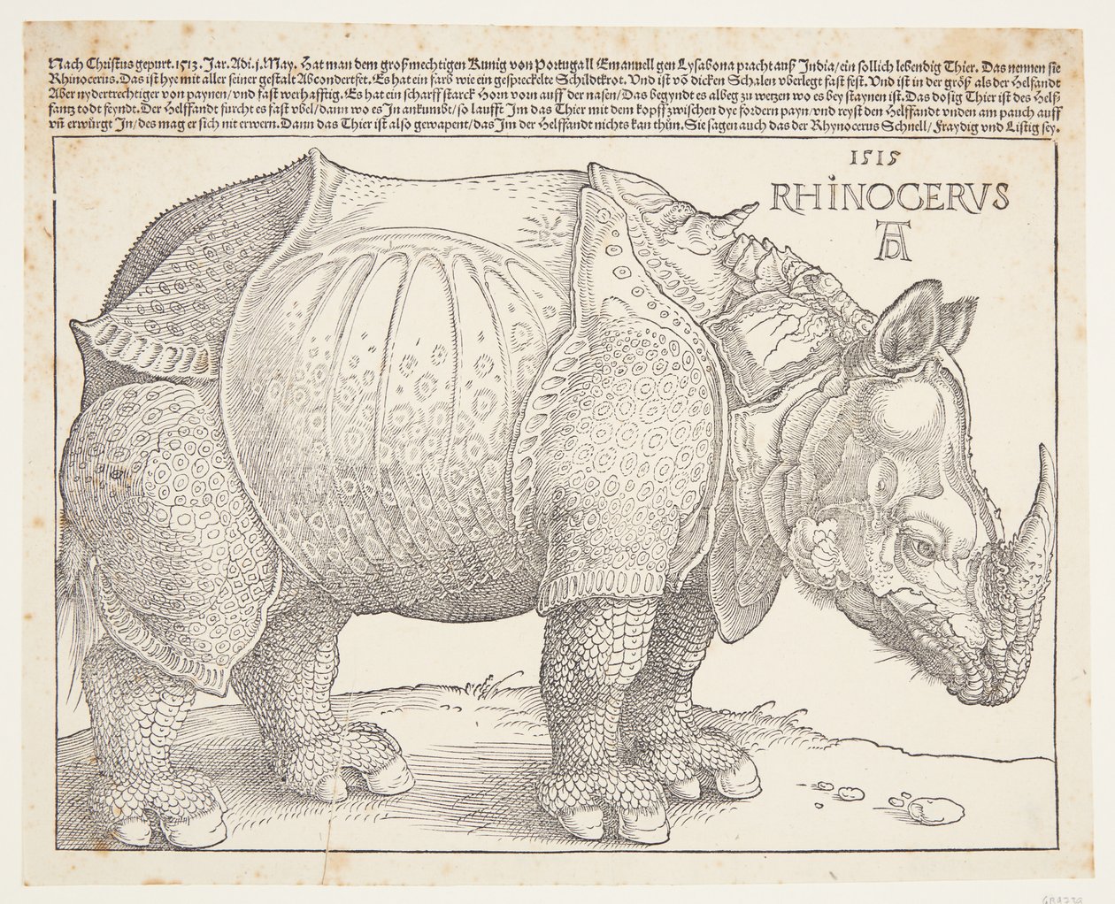 De neushoorn door Albrecht Dürer