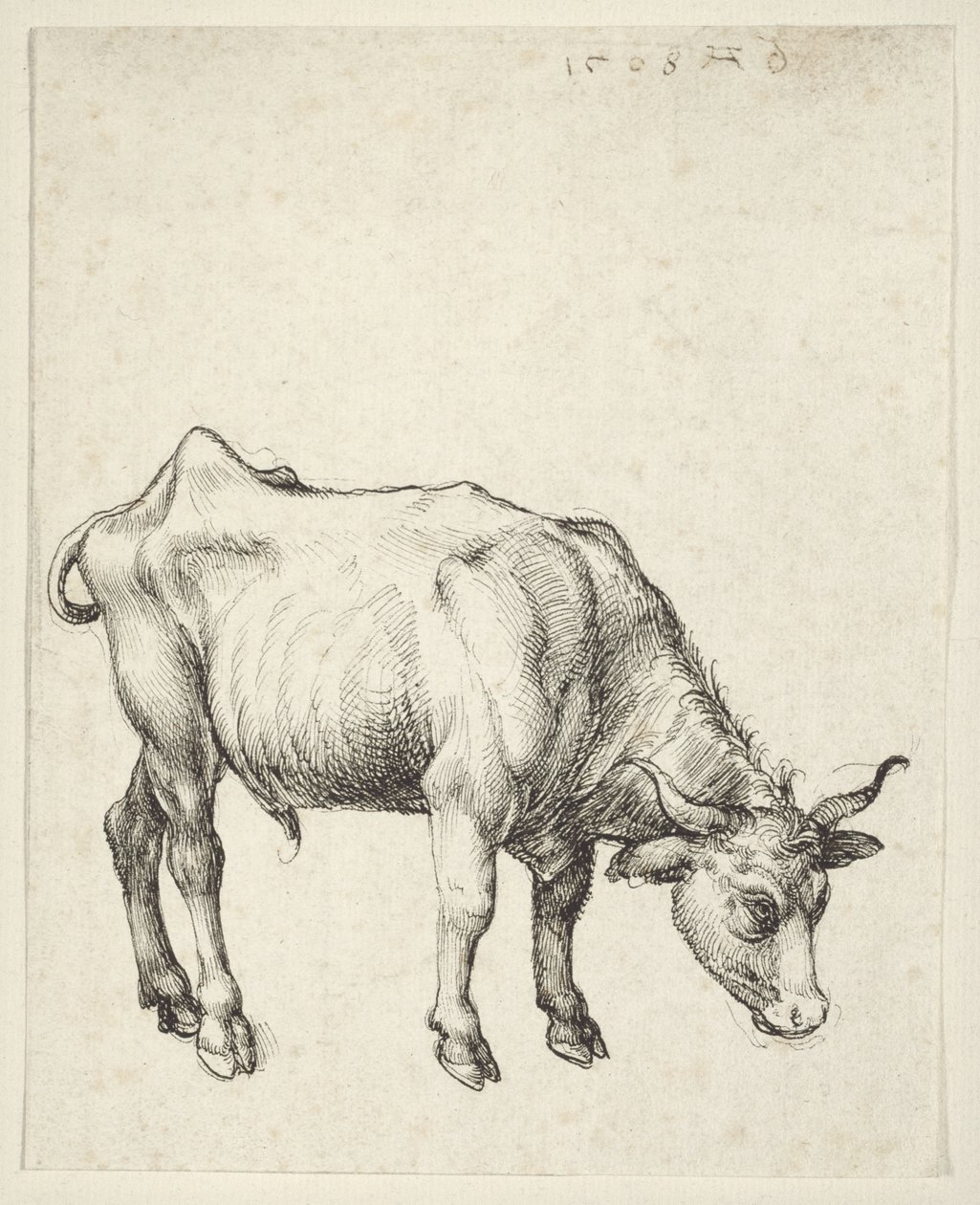 Jonge Stier door Albrecht Dürer