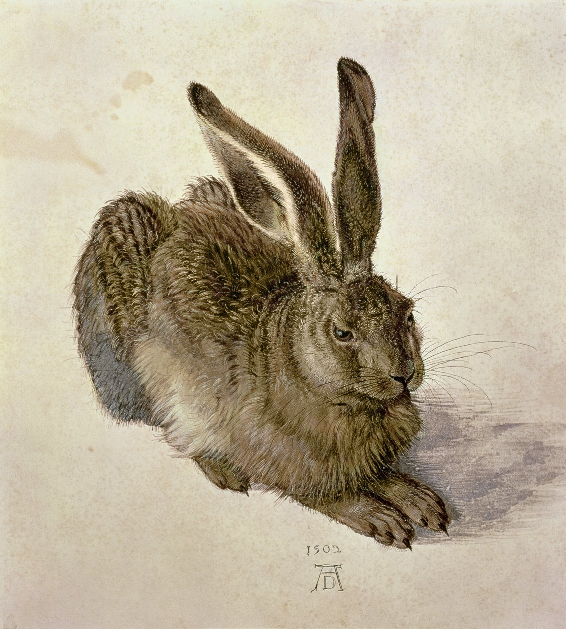 Jonge haas door Albrecht Dürer