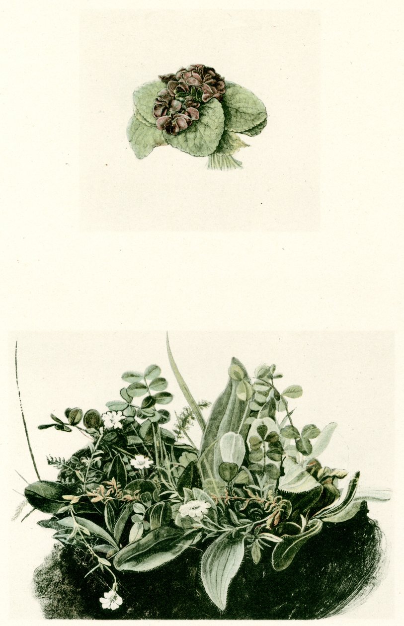 Viooltjes door Albrecht Dürer