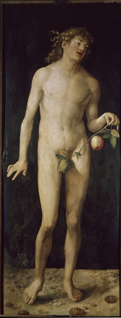 Adam door Albrecht Dürer
