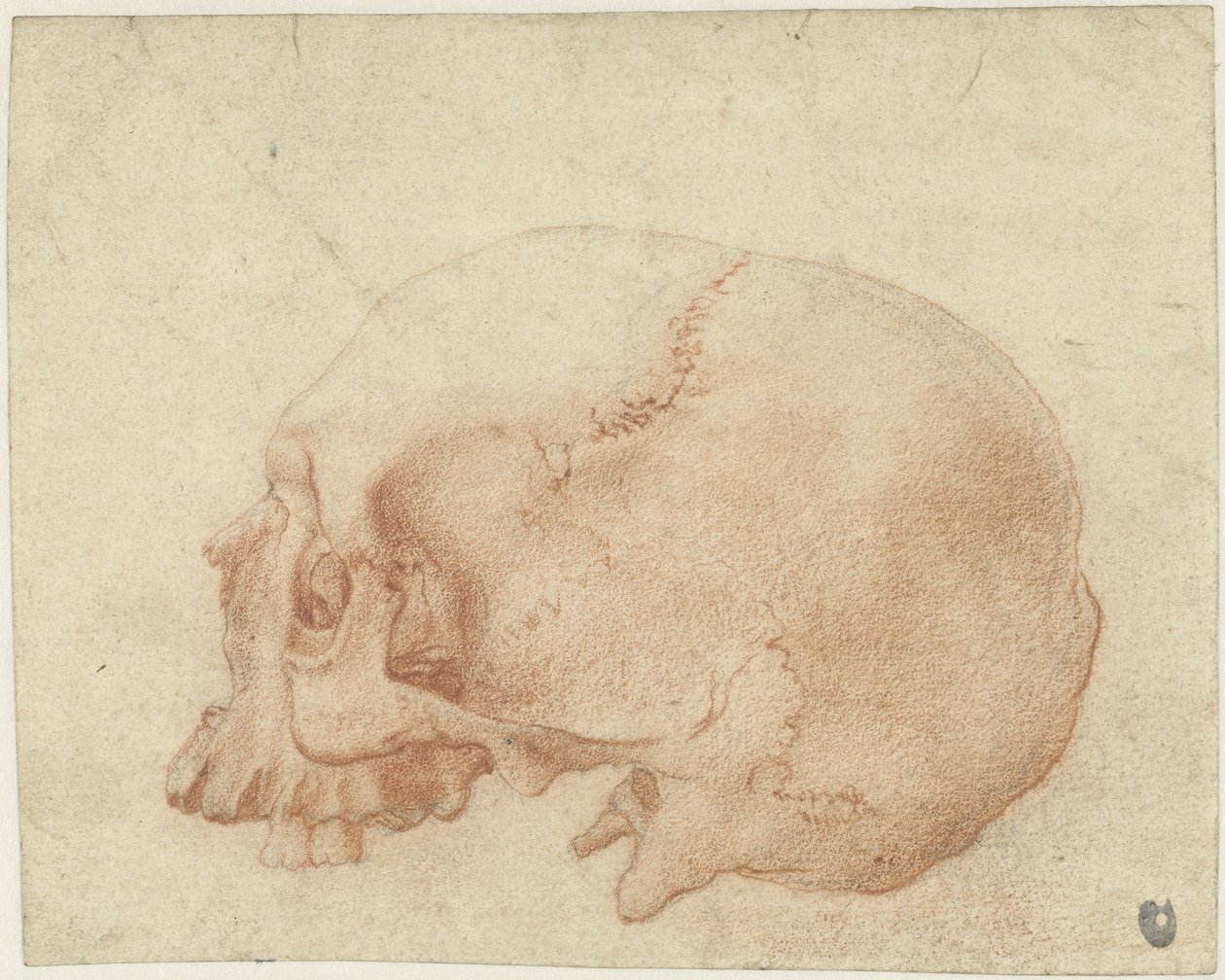 Studie van een schedel door Alessandro Allori