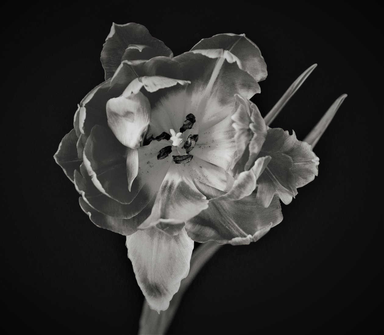 Bloemengeometrie, 2019 door Alex Caminker