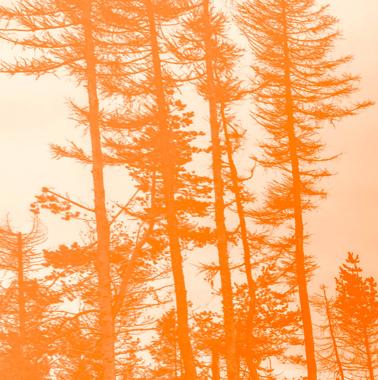 Als de Bomen Oranje Waren, 2019 door Alex Caminker