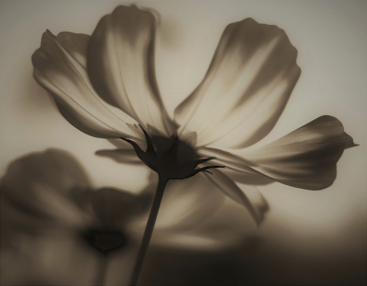 Natuurlijke röntgenfoto, 2019 door Alex Caminker