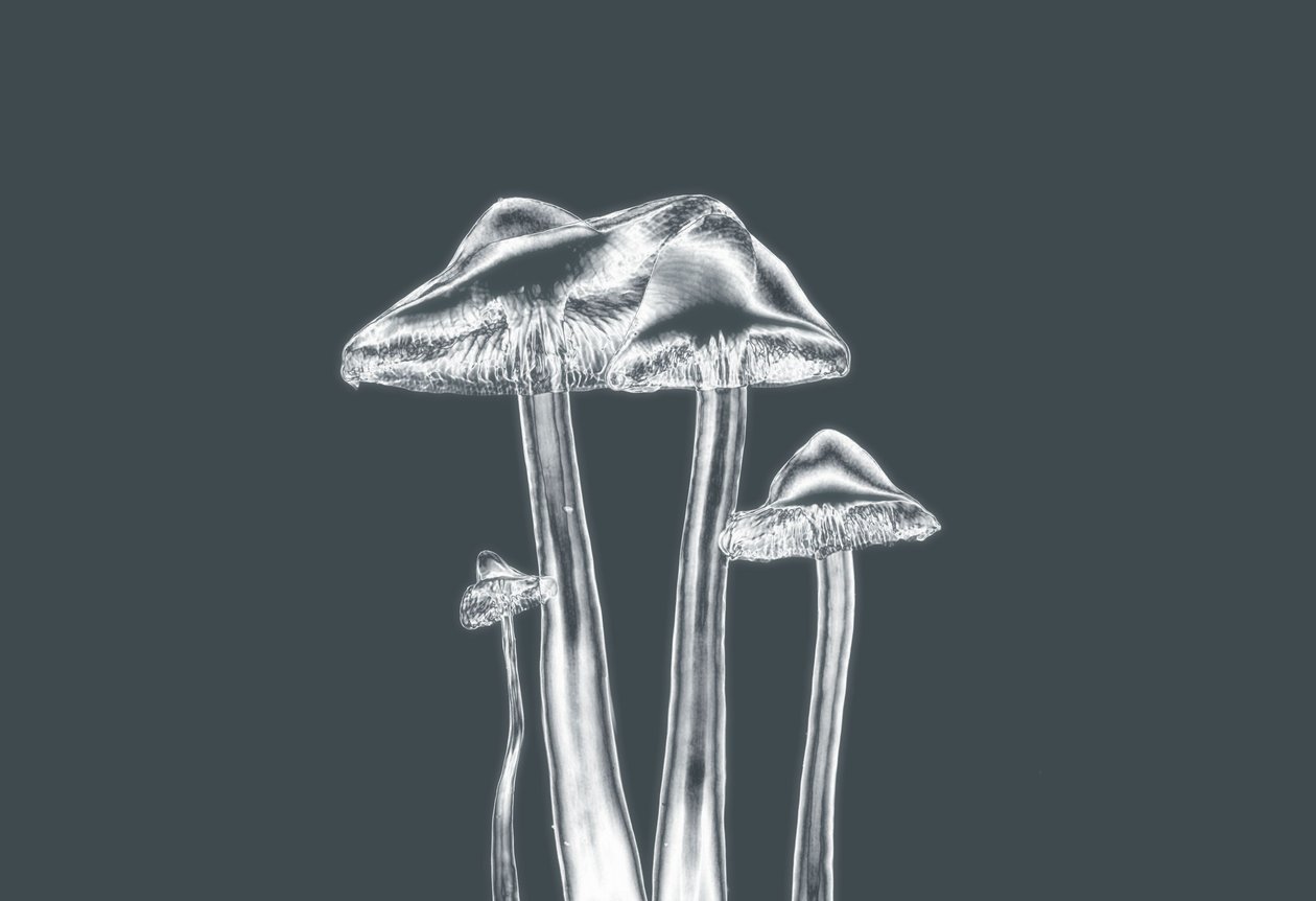 Zilveren Paddenstoelen door Alex Caminker