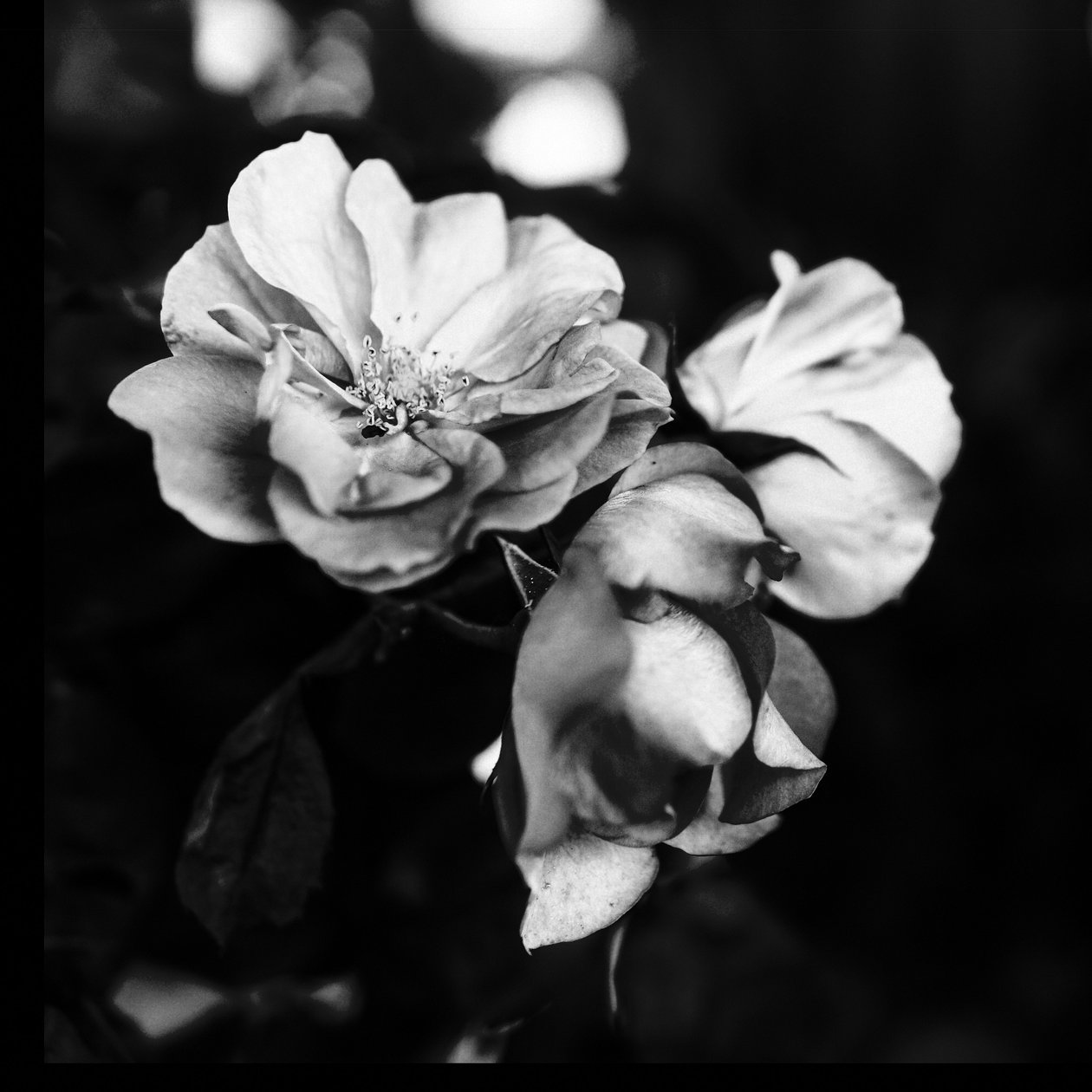 Drie bloemen door Alex Caminker