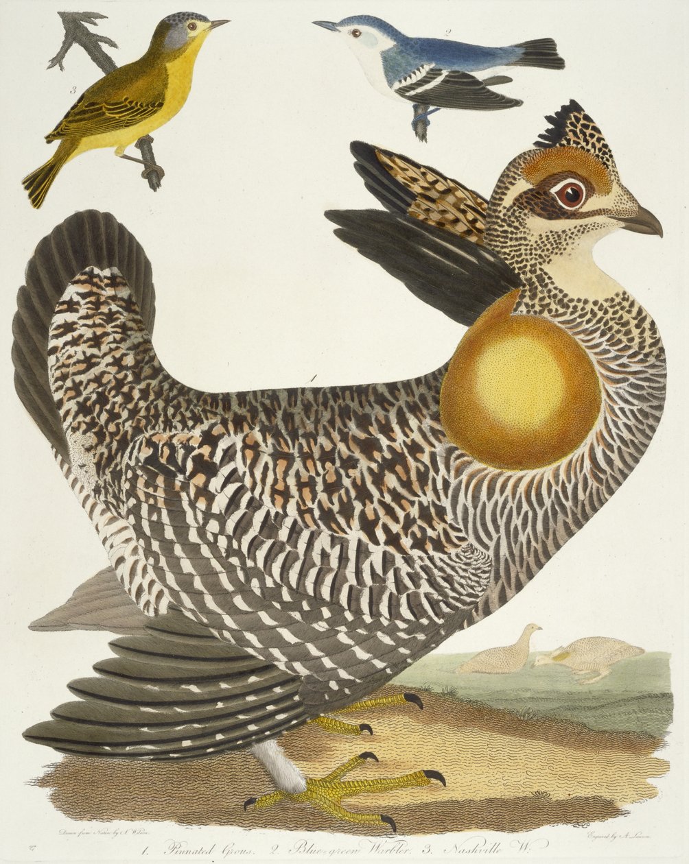 Vogels 27. 1. Pinnated Grous. 2. Blauwgroene zanger. 3. Nashville W., 1808-1814 door Alexander Wilson