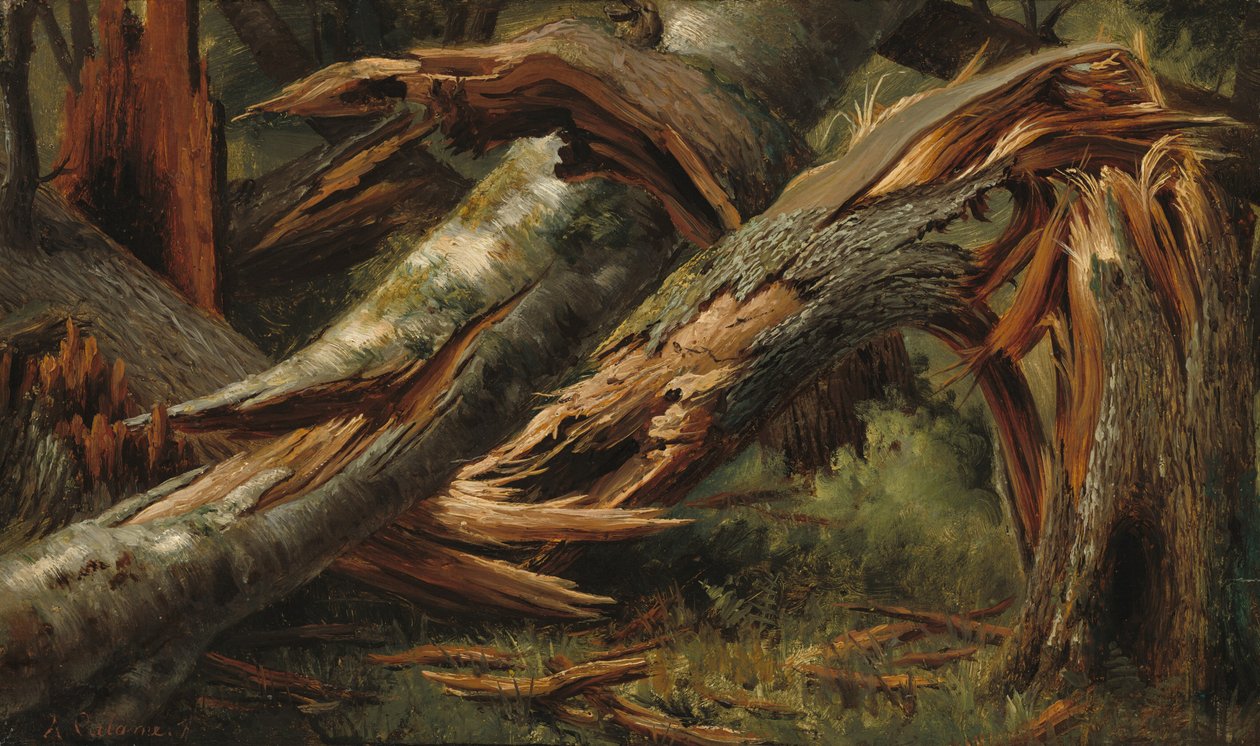 Omgevallen boom door Alexandre Calame