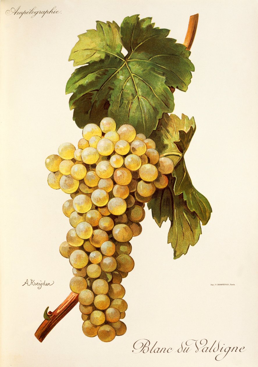 Blanc du Valdigne-druif door Alexis Kreyder