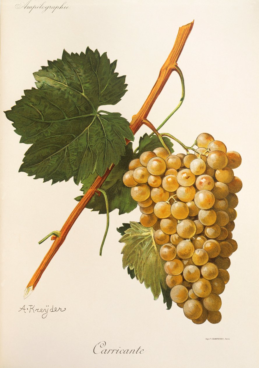 Carricante druif door Alexis Kreyder