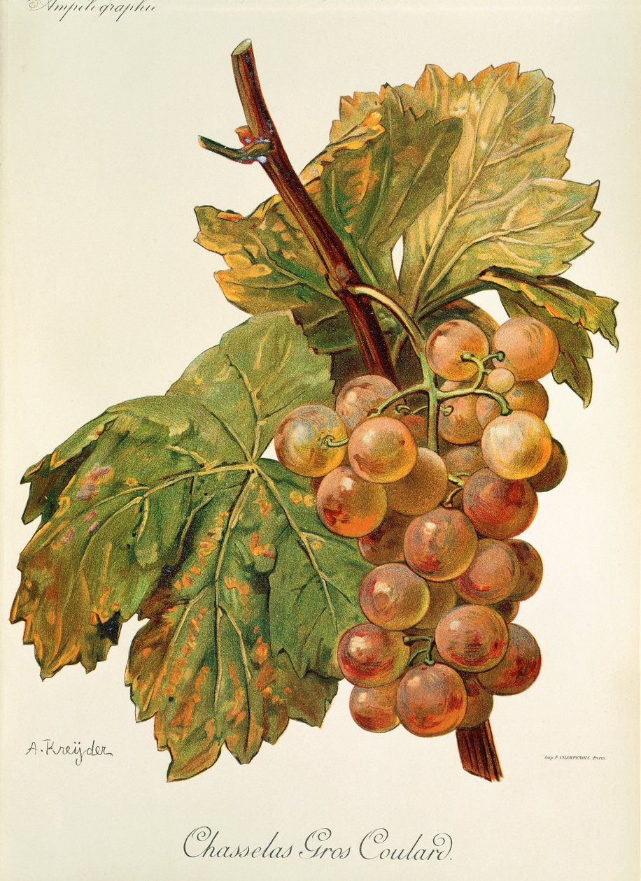 Chasselas Gros Coulard druif door Alexis Kreyder