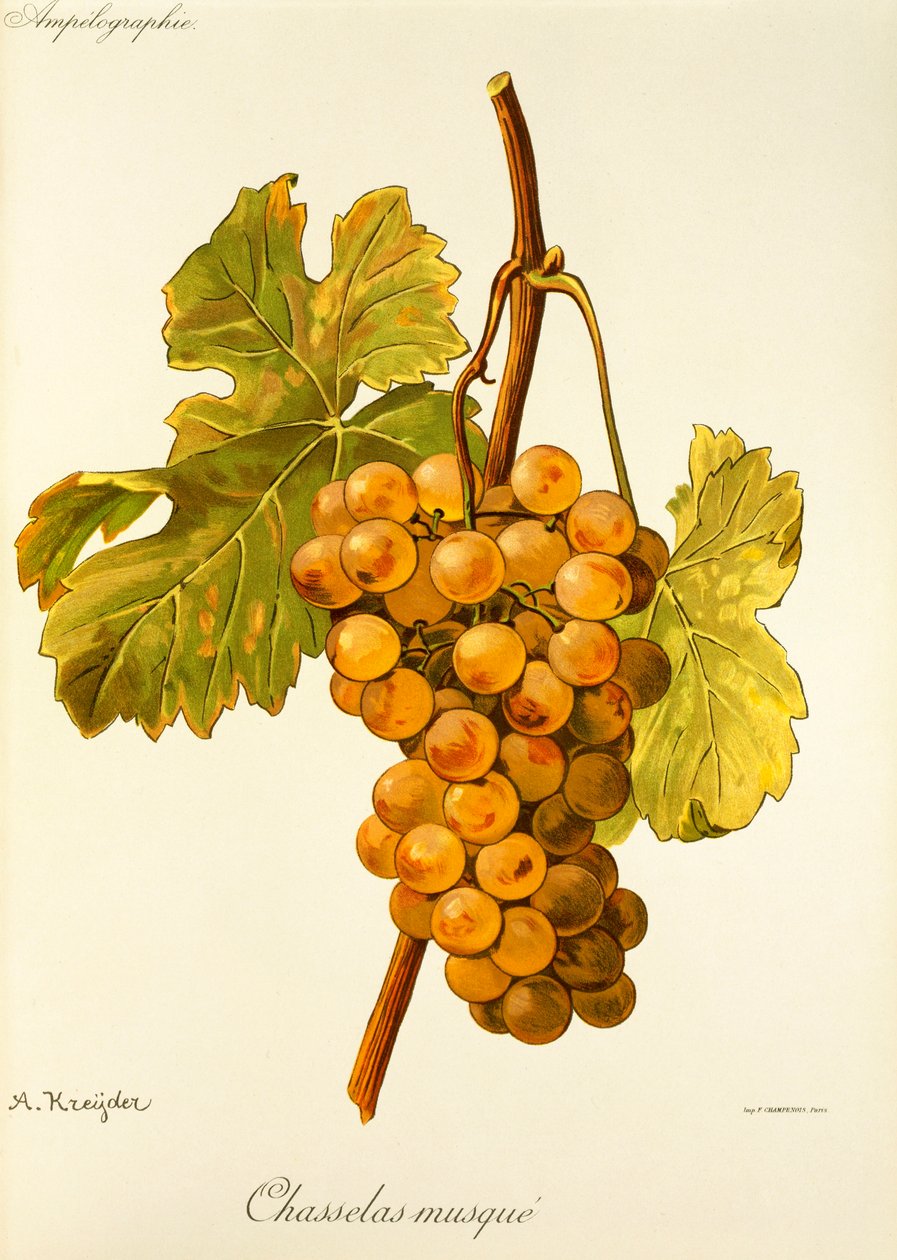 Chasselas Musqué-druif door A. Kreyder door Alexis Kreyder