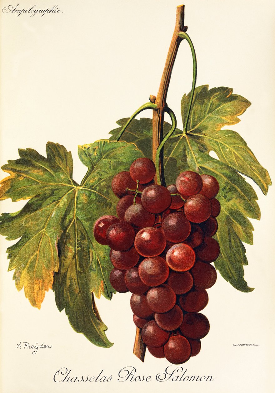 Chasselas Rose Salomon druif door Alexis Kreyder