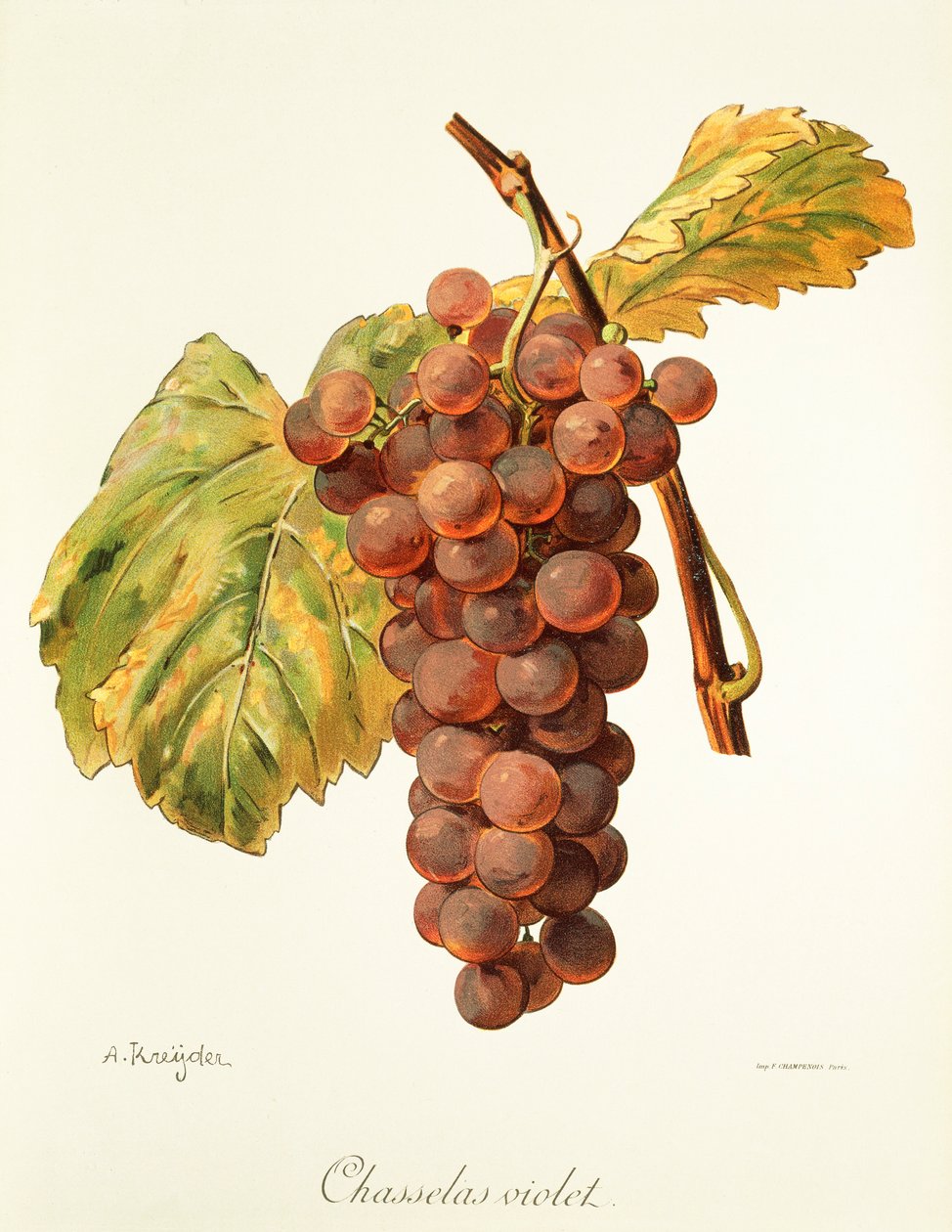 Chasselas Violet druif door Alexis Kreyder