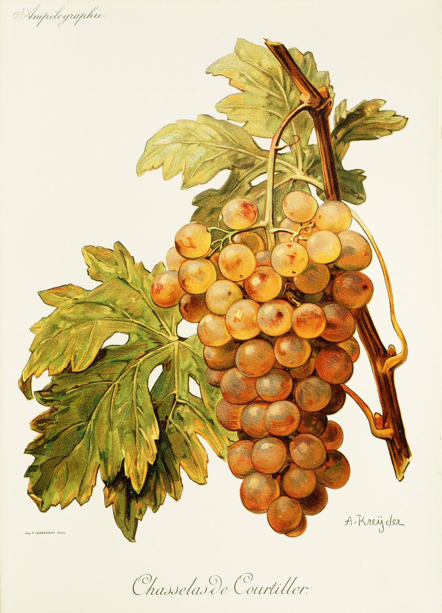 Chasselas de Courtiller druif door Alexis Kreyder
