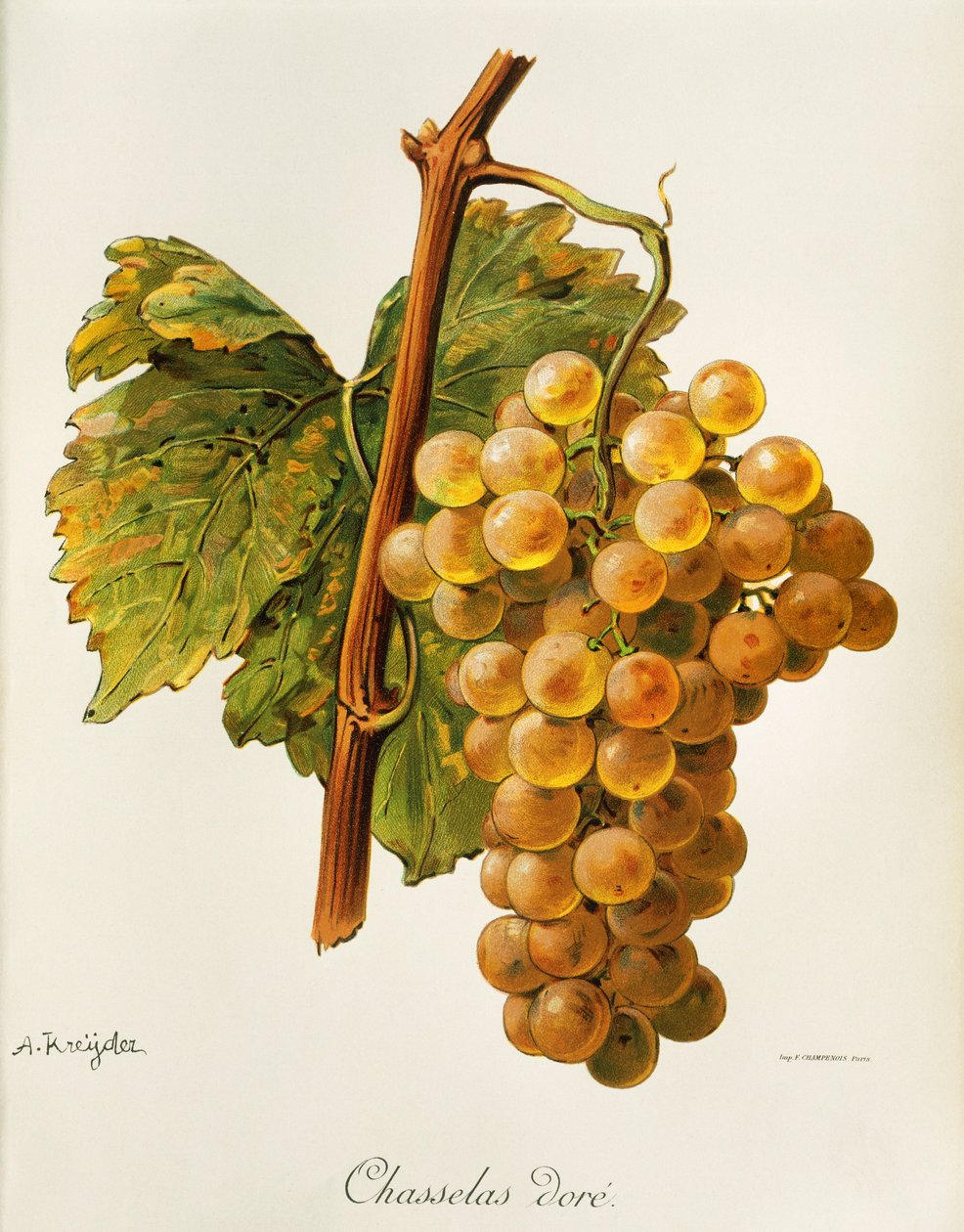 Chasselas dore