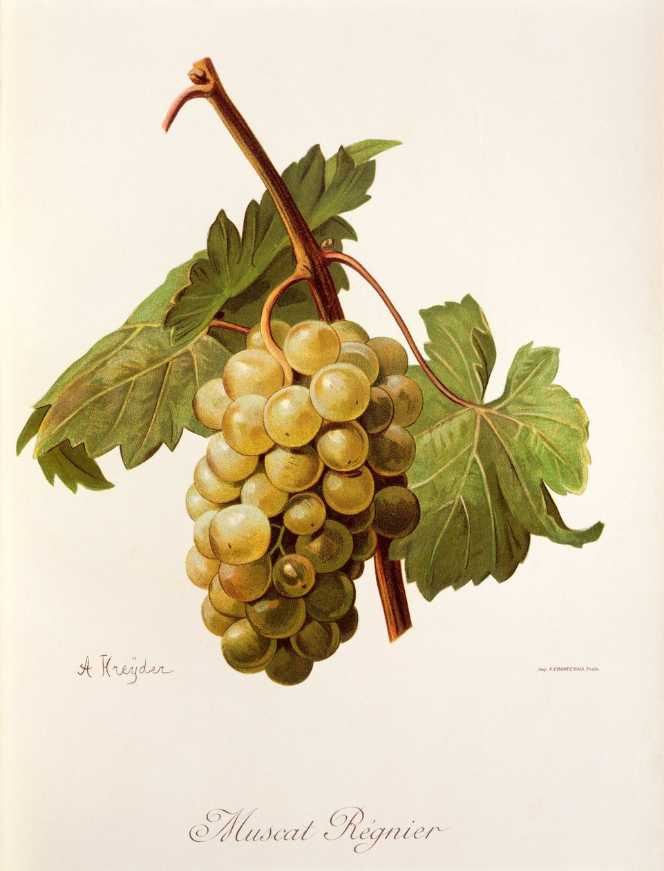 Muscat Regnier-druif door A. Kreyder door Alexis Kreyder