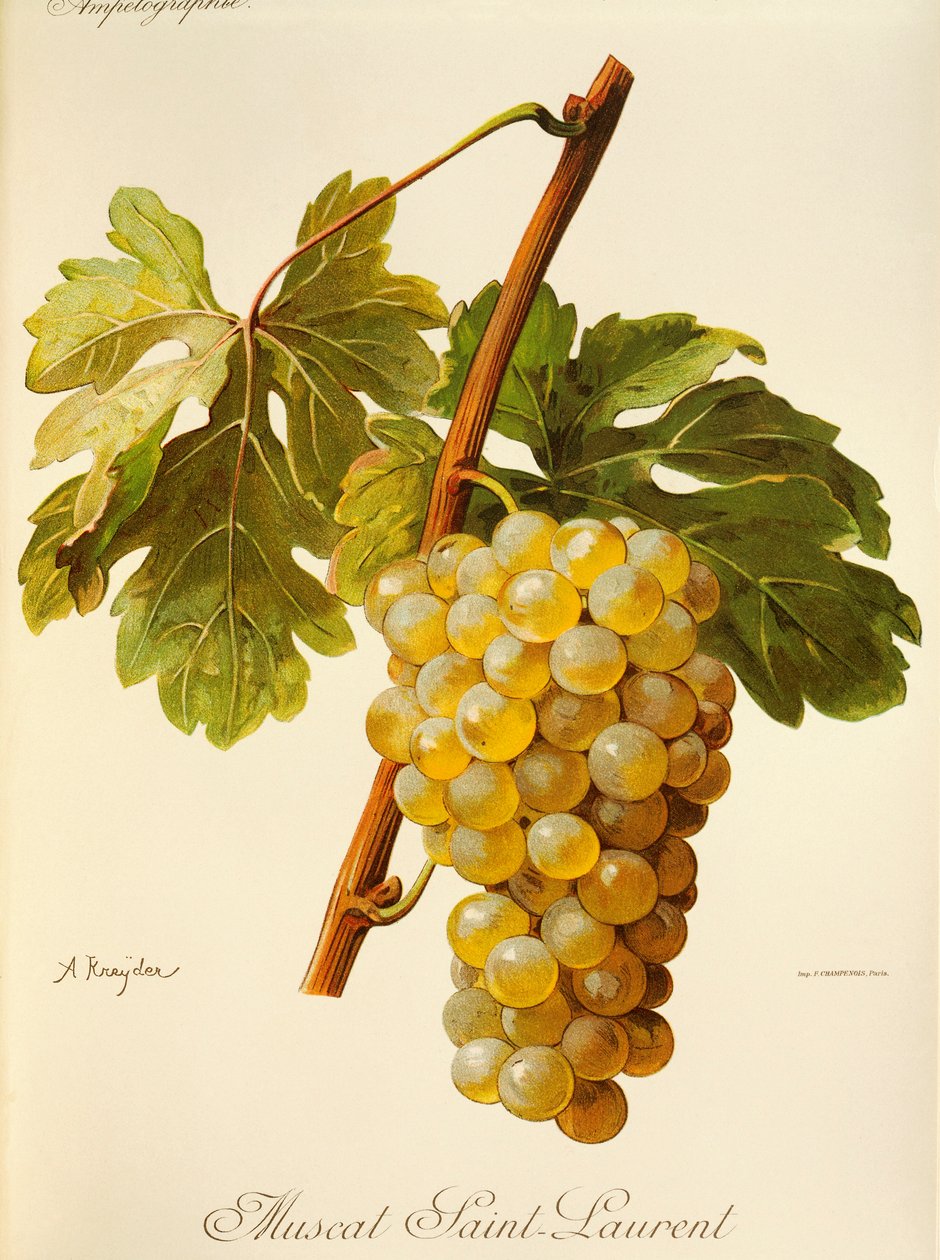 Muscat Saint-Laurent-druif door Alexis Kreyder