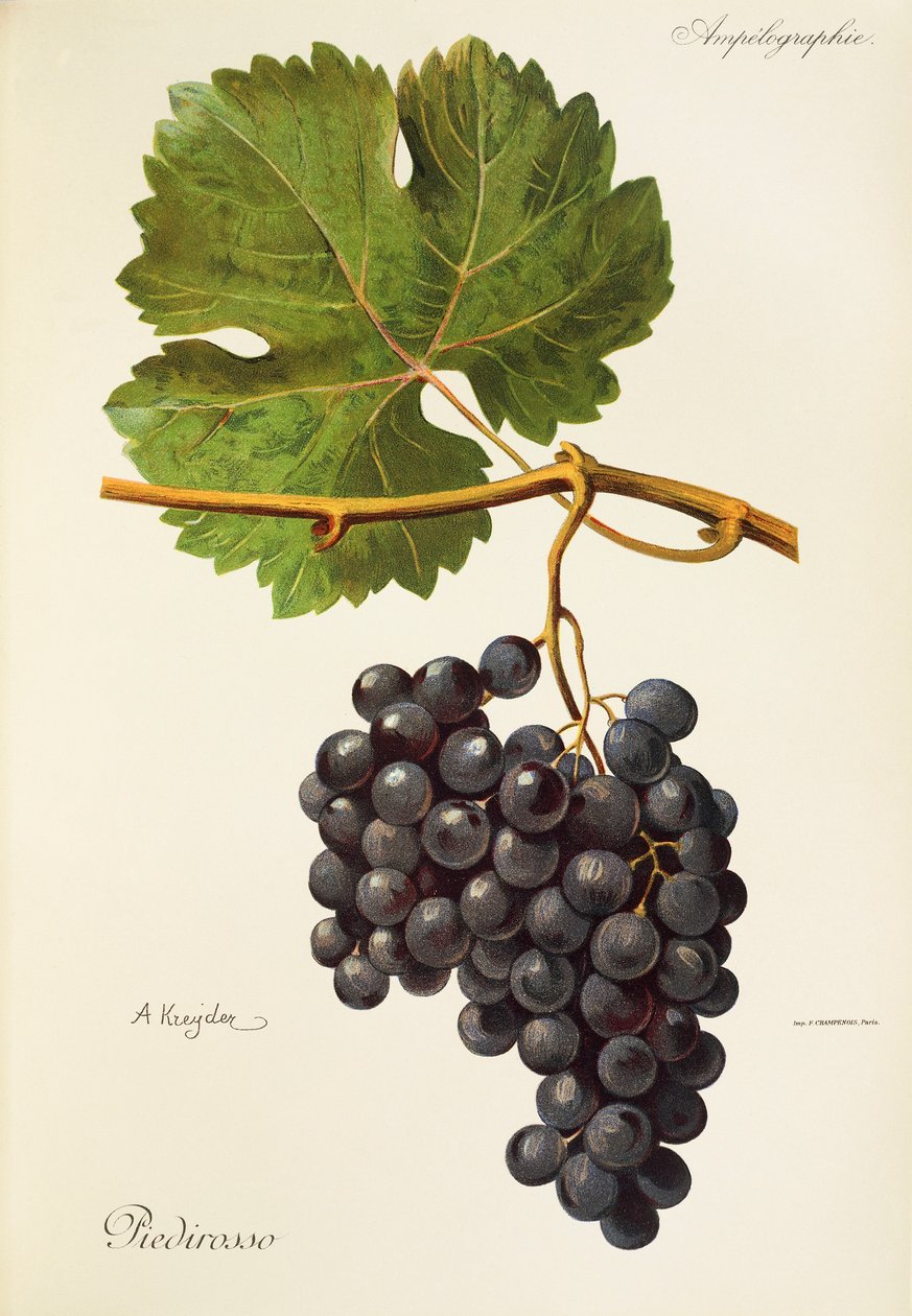 Piedirosso-druif door A. Kreyder door Alexis Kreyder