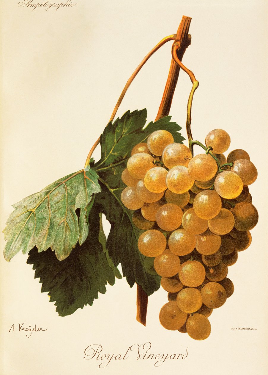 Royal Vineyard druif door Alexis Kreyder
