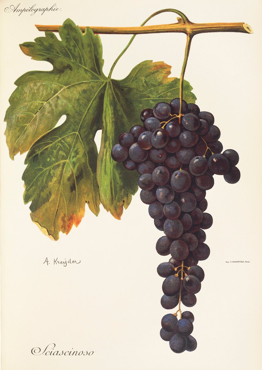 Sciascinoso druif door Alexis Kreyder