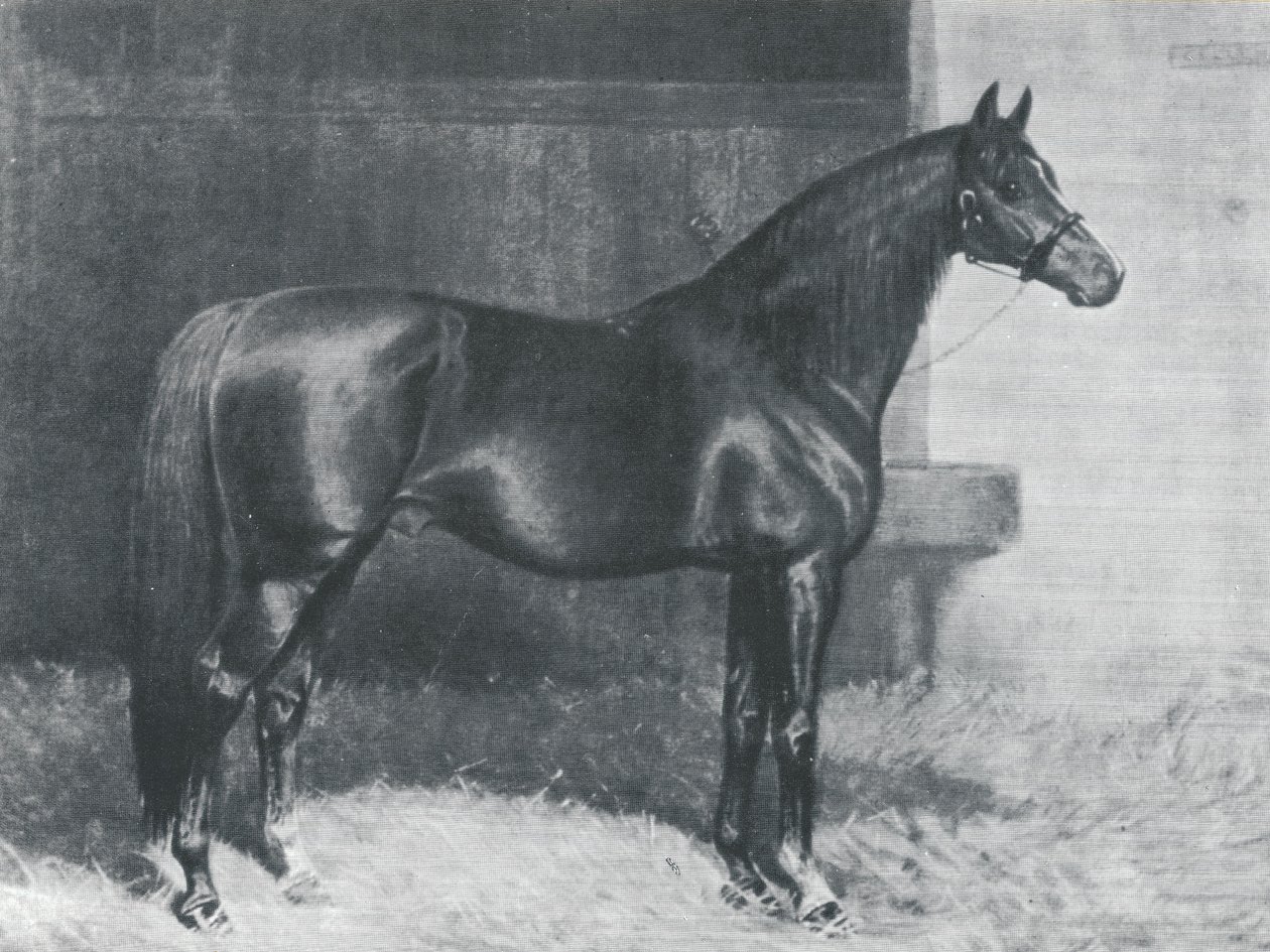 Cyllene, Brits volbloed renpaard door Alfred Charles Havell