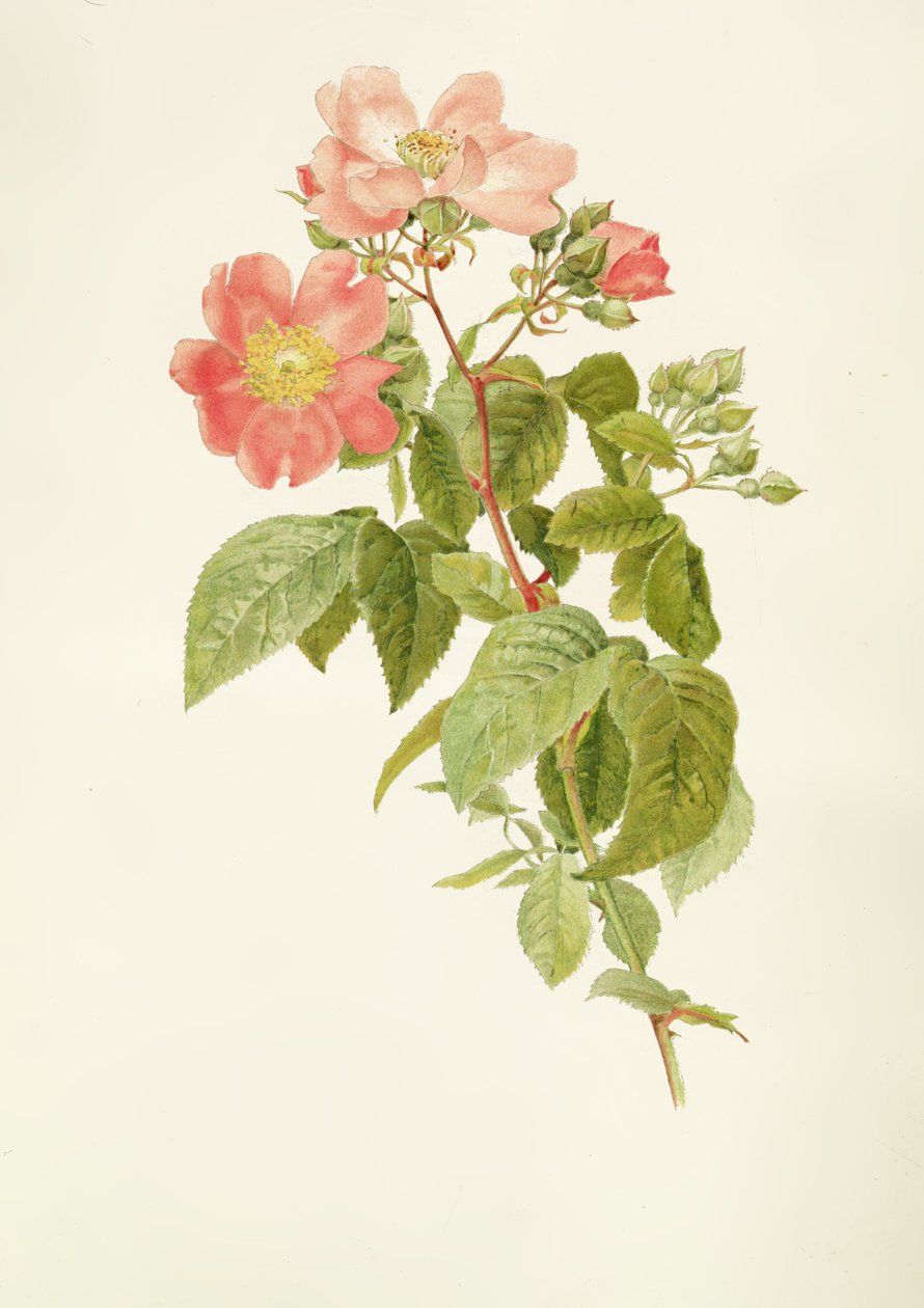 Rosa setigera (De Prairie Roos), door Alfred Parsons (1847-1920) door Alfred Parsons