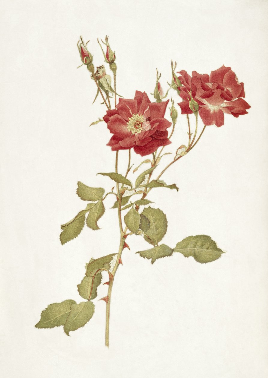 Roos: Bourbon door Alfred Parsons