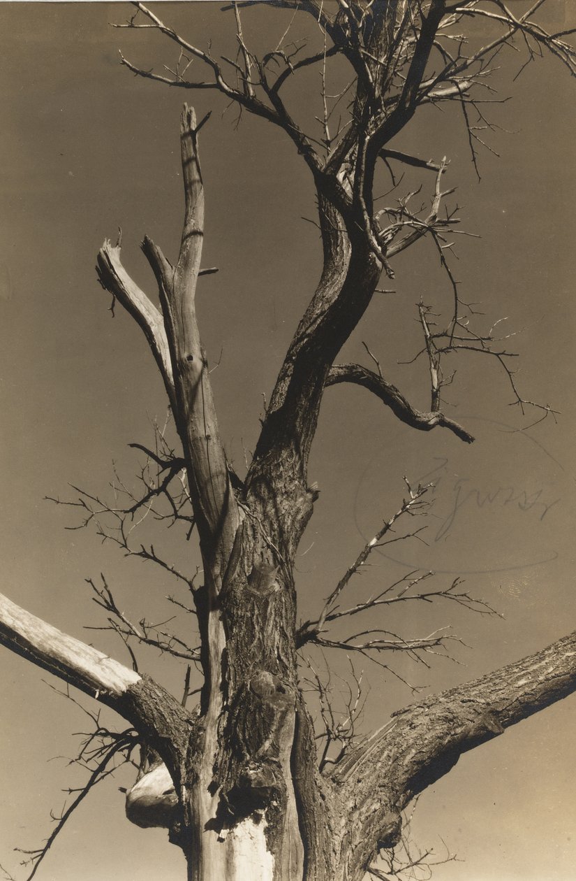 Stervende kastanjeboom (verso) door Alfred Stieglitz