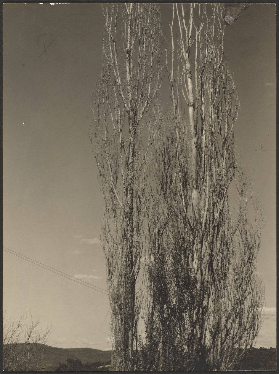 [Stervende populieren, Lake George]. door Alfred Stieglitz